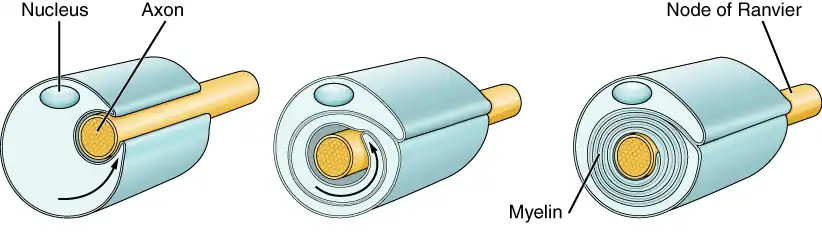 Image showing the way Schwann cells myelinate periferal nerves.