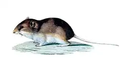 Perognathus fasciatus