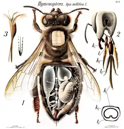 Honey bee anatomy