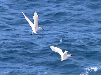 circling courtship