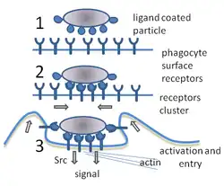 A cartoon: 1. The particle is depicted by an oval and the surface of the phagocyte by a straight line. Different smaller shapes are on the line and the oval. 2. The smaller particles on each surface join. 3. The line is now concave and partially wraps around the oval.[22]