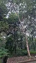 Philippine teak