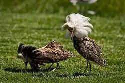 Two male Ruff in breeding plumage each with prominent neck feathers, white underparts, and flanks blotched with black. One has a white neck collar of feathers and the other has a colour that is almost entirely very dark brown.