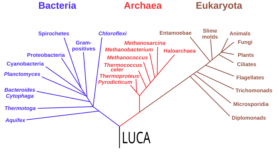 Phylogenetic tree based on rRNA genes data (Woese et al., 1990)[123] showing the 3&nbsp;life domains, with the last universal common ancestor (LUCA) at its root
