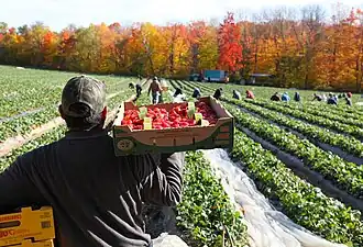 Strawberries are usually picked and placed in shallow boxes in the field.