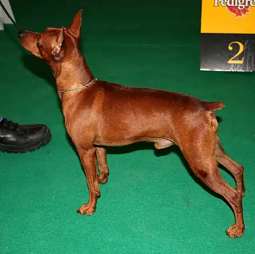 At a dog show