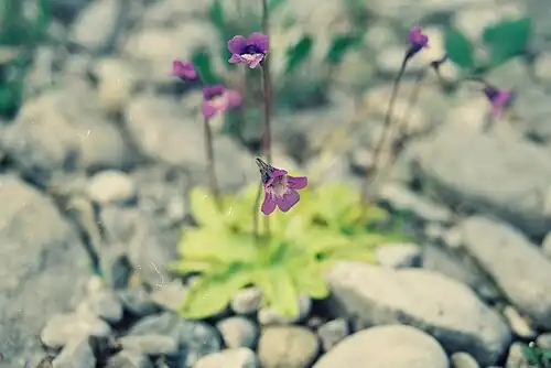 Pinguicula vulgaris L. (Grassette vulgaire; common butterwort). Carnivorous plant, Mc Donald River[29][30] bank