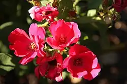 Floral photography