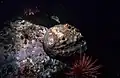 The pink abalone, Haliotis corrugata