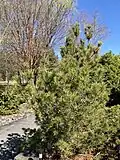 Pinus strobus 'Diggy'