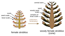 Anatomy of a Scots pine (Pinus sylvestris) female strobilus.