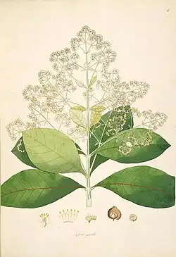 Illustration showing detail of leaves, buds and flowers