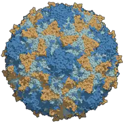 A type 3 poliovirus capsid coloured by chains