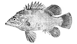Atlantic wreckfish Polyprion americanus