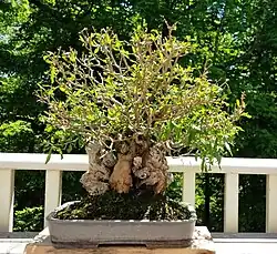 Pomegranate being trained as a bonsai