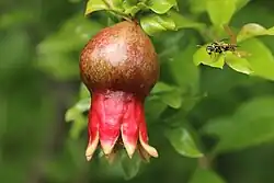 Fruit setting