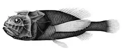 Ridgehead Poromitra unicornis