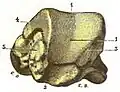 Talus of the right foot. Posterior view. (After Testut's Anatomy.)