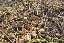Uprooted, damaged potatoes