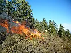 A controlled burn in a Pinus nigra stand, Portugal
