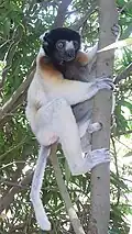 Brown and white lemur