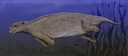 A furry, streamlined mammal swimming through the water with toes visible on each foot, similar to those of an elephant. All limbs are thrust backwards or underneath the animal.