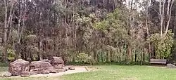 Eucalypt woodland area near Prospect Creek in western Sydney. Mostly E. amplifolia and E. tereticornis.