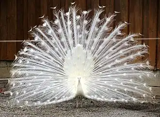 Displaying leucistic Indian peafowl