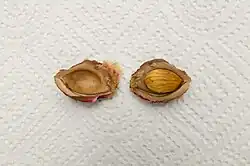 Seed