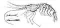 Psalidopus huxleyi