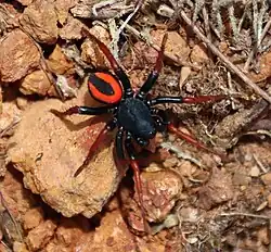 Psammorygma aculeatum