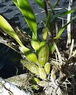 Sympodial: Prosthechea fragrans, pseudobulb from multiple internodes, leaves dying off at the back
