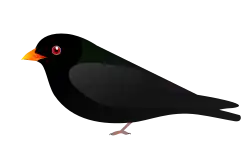 Large black swallow with red eyes and bill