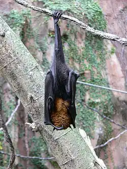 Fruit bats are the natural reservoirs of the Nipah virus