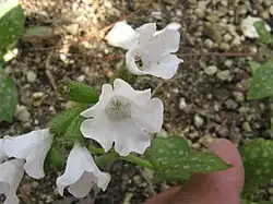 Photograph of a small plant with tubular white flowers and green leaves spotted with white.