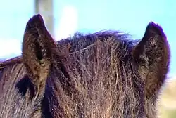 Severe purple fringing can be seen at the edges of the horse's forelock, mane, and ear.