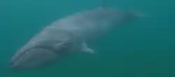 Pygmy right whale