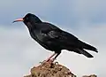 Adult of subspecies P.&nbsp;p. barbarus on La Palma, Canary Islands