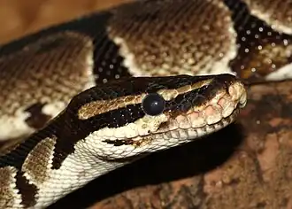 The ball python, formerly a common species, is near-threatened as a result of illegal trade and poaching.