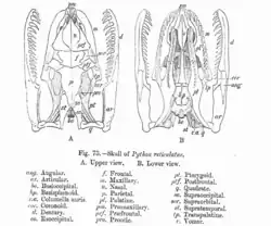 Skull diagram