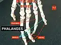 Phalanges
