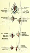 Surgical relations of the radial and ulnar arteries; right side, anterior view. (After Gerrish.)