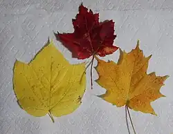 A. rubrum leaf in the autumn, top, compared to striped maple, which turns yellow, and sugar maple, which tends to orange