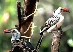 The red-billed hornbill now usually includes several species-level taxa