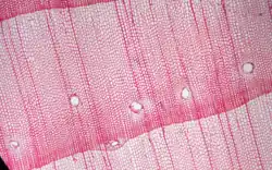 Resin canals appear as white circles in a section of pine wood.