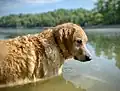 A Golden Retriever.