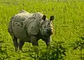 Indian rhinoceros at Kaziranga National Park