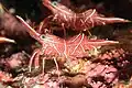 Rhynchocinetes durbanensis