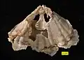Rhynchonellid brachiopod with interior spondylium ("C" in image) visible; Roadian, Guadalupian (Middle Permian); Glass Mountains, Texas