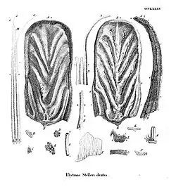 Two large, oval-shaped plates haveh a ridge running down the middle, and grooves run diagonally from either side of the ridge. Many bristles of varying sizes and widths occur, but all are stiff at the base and taper out at the end. The several small rectangular teeth have numerous holes in them.